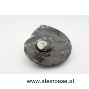 Steinschale Fossilien-Marmor 'Schnecke'